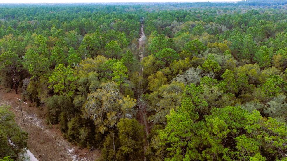 An aerial view shows a dirt path cutting through a dense, green pine forest — 0 SW 152 Terrace, Ocala FL 34481, OCALA, FL