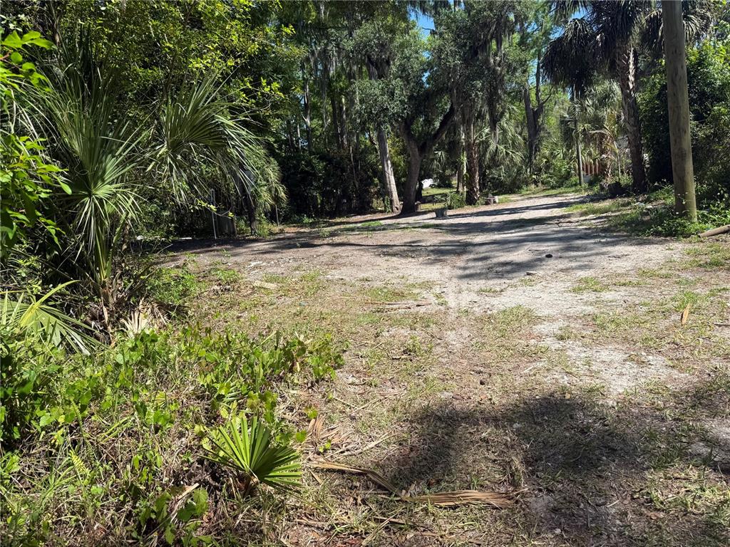 A dirt path leads through a wooded area with palm trees and dense vegetation — 3621 ELFERS PARKWAY, NEW PORT RICHEY, FL