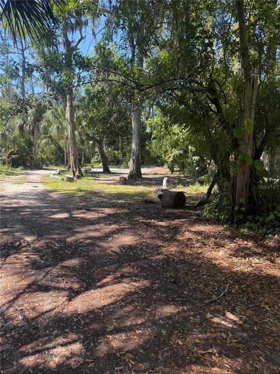 A wooded, dirt-covered lot features several tall trees and scattered cut logs — 3621 ELFERS PARKWAY, NEW PORT RICHEY, FL