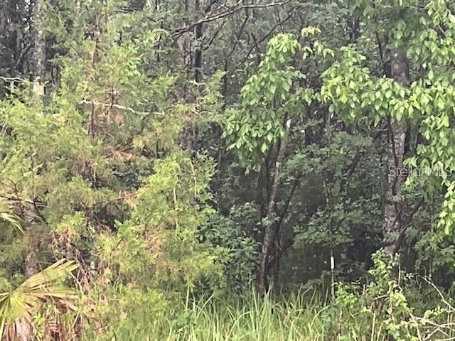 A dense, wooded area features a variety of green trees and tall grasses — SHARON STREET, BROOKSVILLE, FL