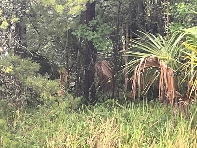 A view of dense green foliage, trees, and a palm plant in a wooded area — SHARON STREET, BROOKSVILLE, FL