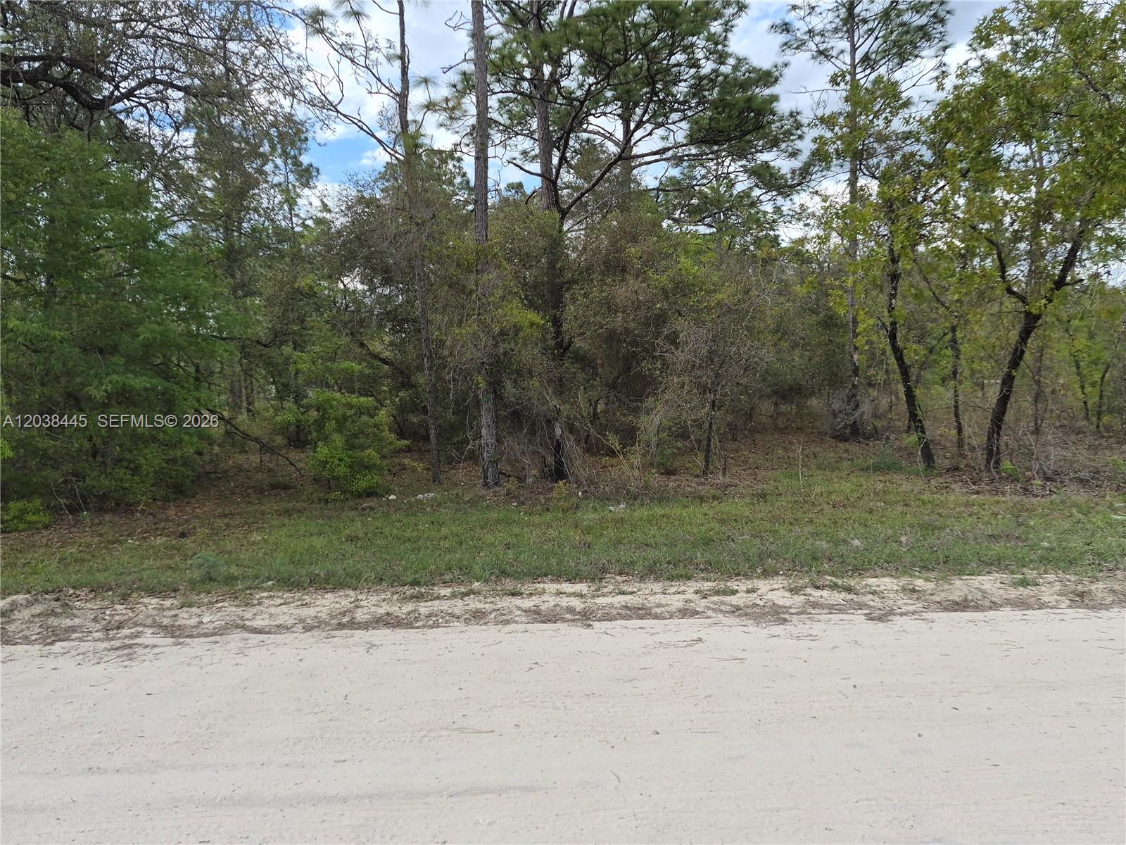A dirt road runs in front of a wooded lot with various trees and shrubs — 00 NE 4 ST, Williston FL 32696, WILLISTON, FL