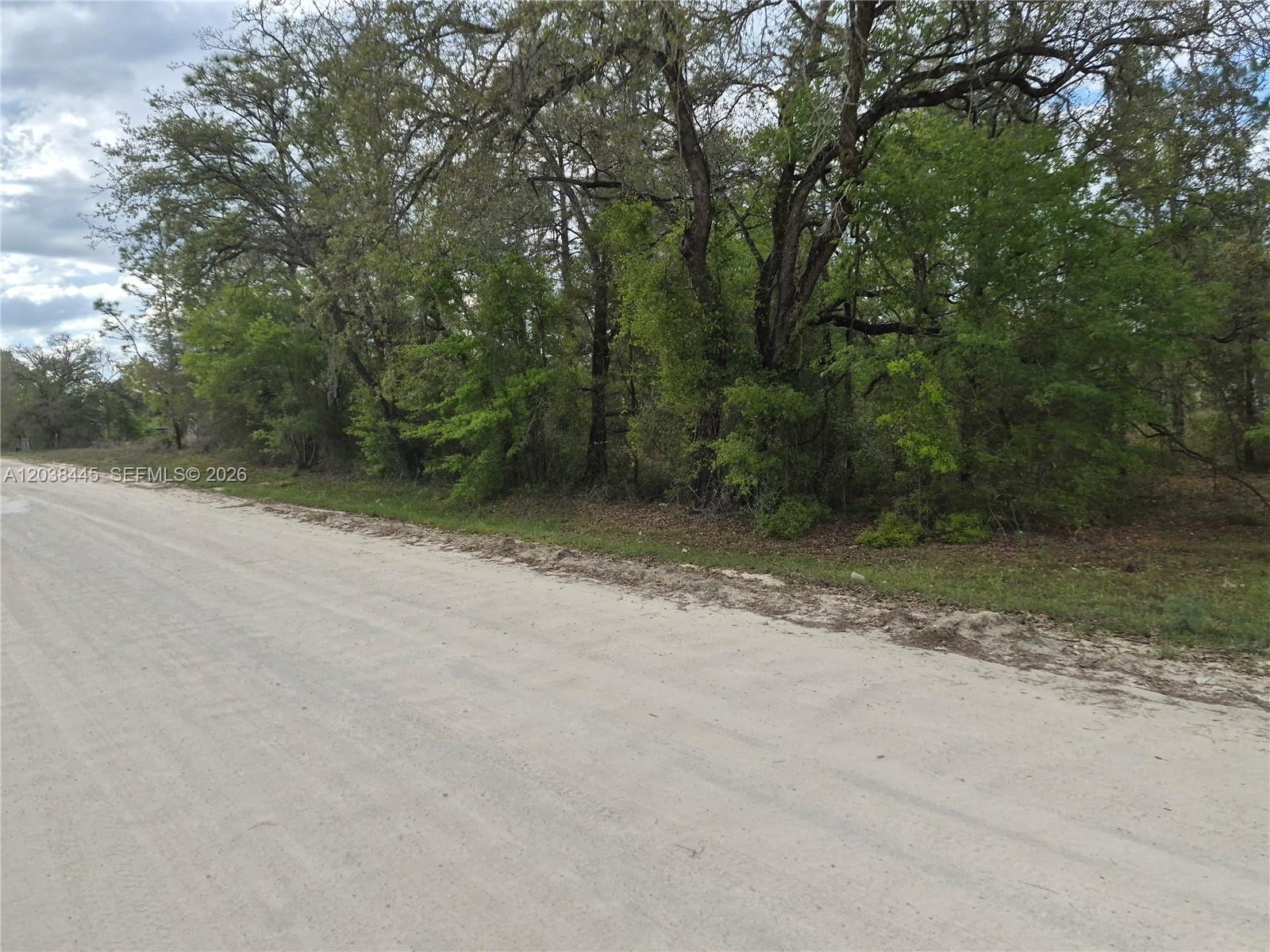 A dirt road runs alongside a wooded area with mature trees and dense green foliage — 00 NE 4 ST, Williston FL 32696, WILLISTON, FL