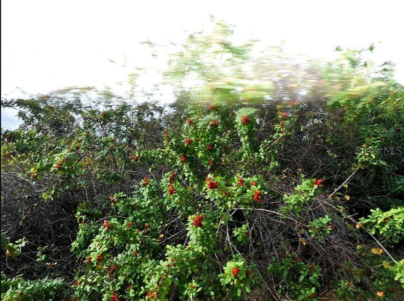 A dense, leafy shrub with small red berries grows in an outdoor setting — MANSFIELD CIRCLE, NORTH PORT, FL