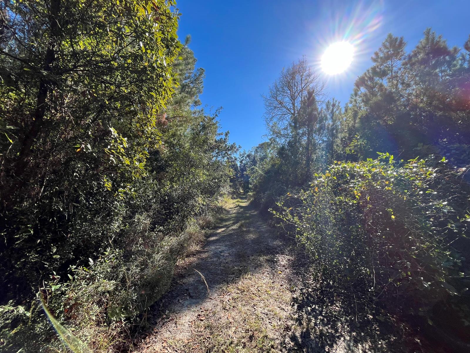 A dirt path winds through a wooded area under a bright, sunny blue sky — 223 Mourning Dove Road, FL 32189, FL