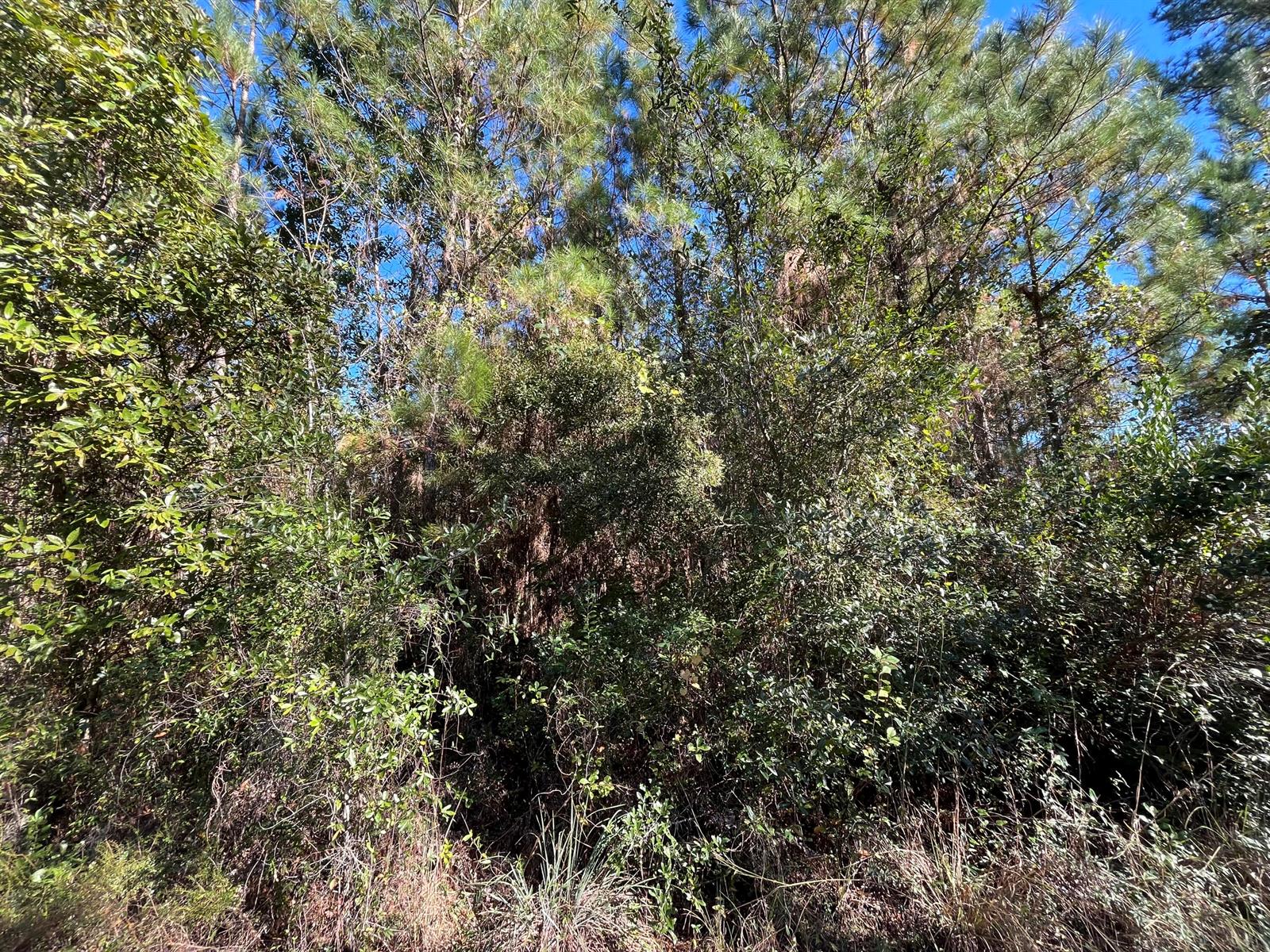 A dense wooded area featuring tall pine trees and thick underbrush under a blue sky — 223 Mourning Dove Road, FL 32189, FL