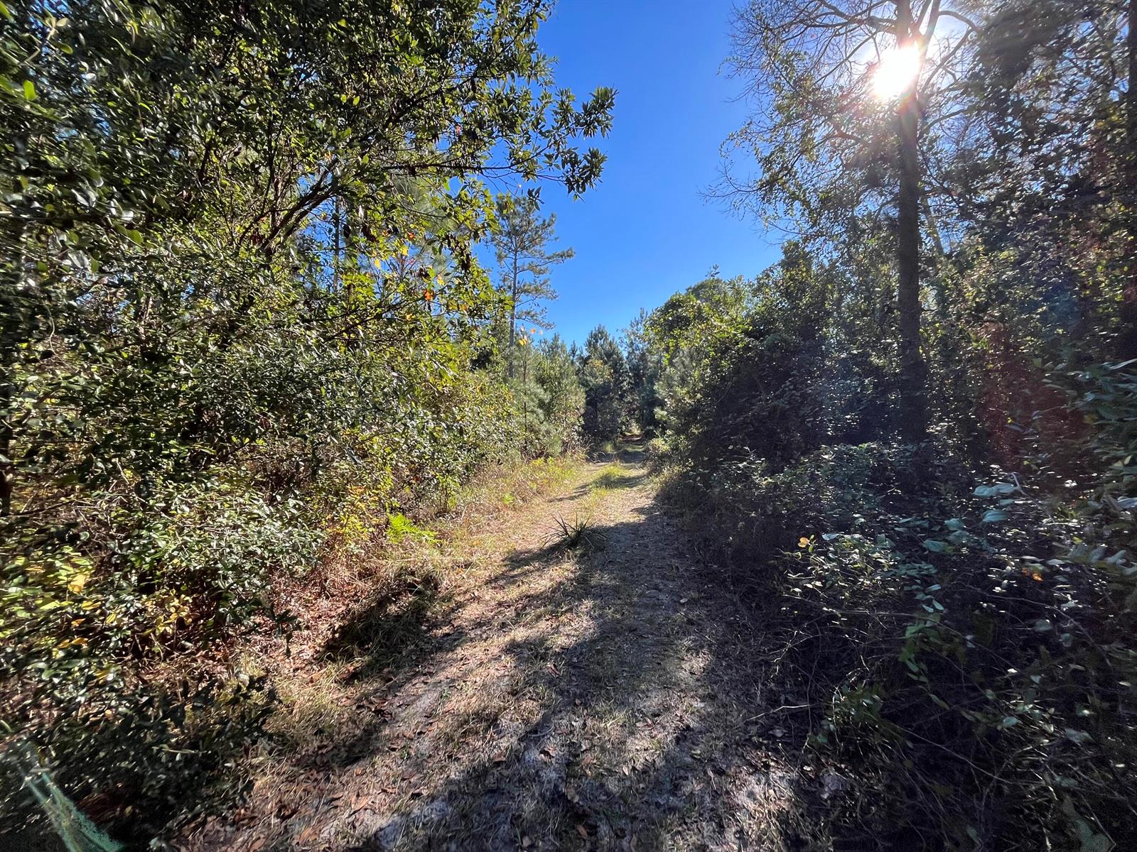 A dirt path leads through a wooded area under a bright, sunny sky — 223 Mourning Dove Road, FL 32189, FL
