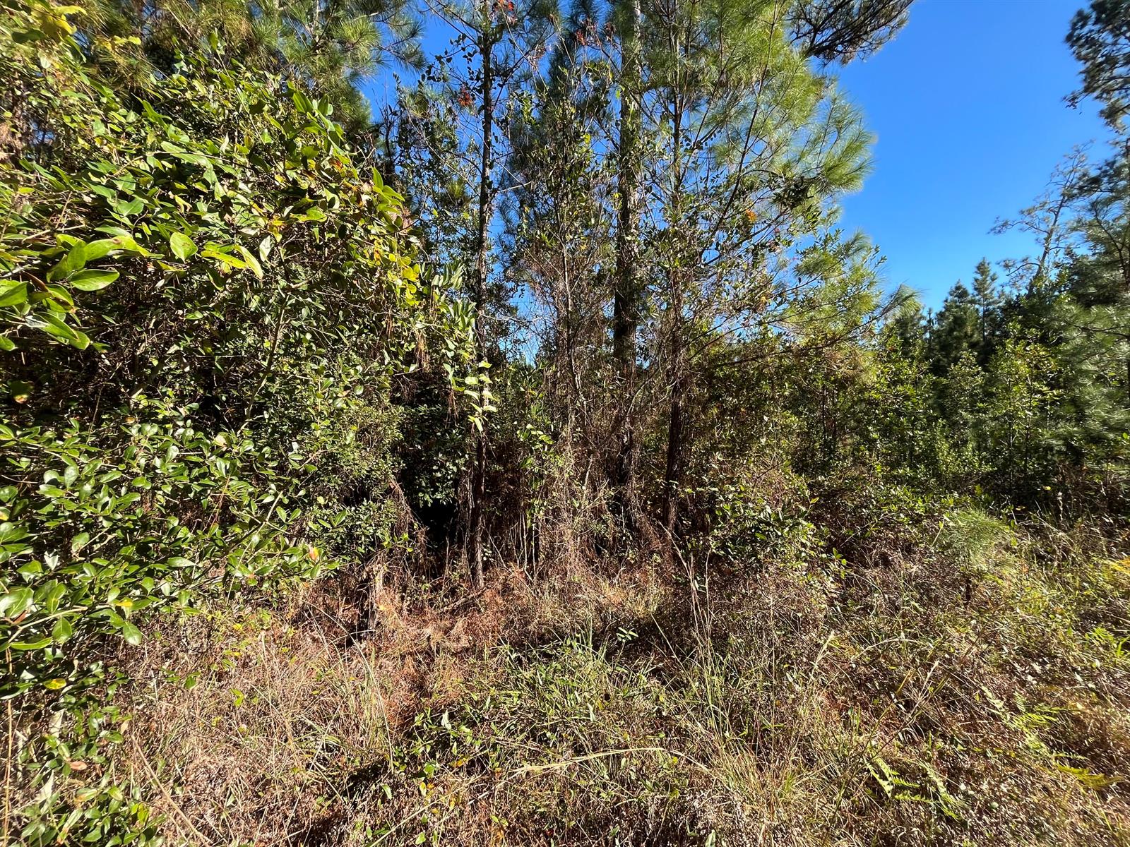 A view of a wooded lot featuring dense green trees, shrubs, and dry ground cover — 223 Mourning Dove Road, FL 32189, FL