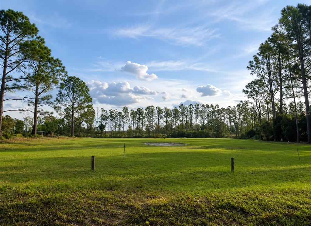 A grassy, open lot is framed by tall pine trees under a blue sky — LAKE DENISE BOULEVARD, CLERMONT, FL