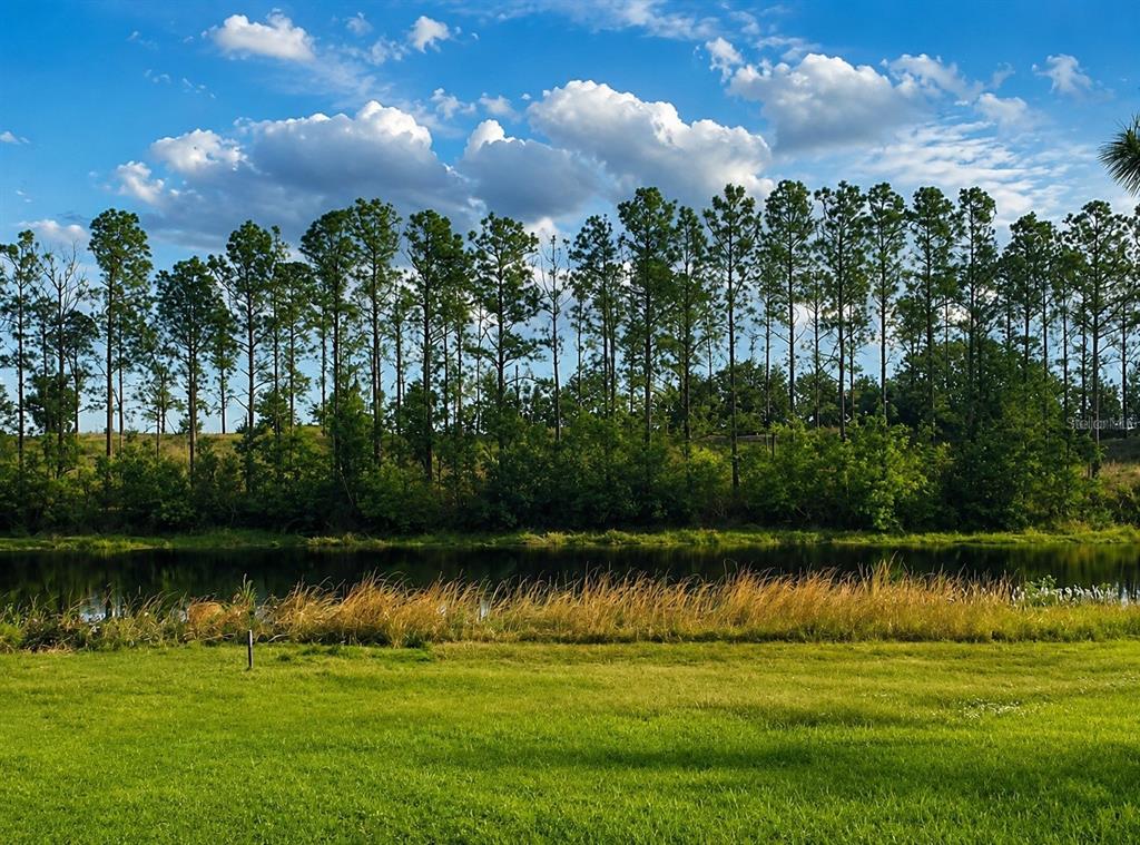 A grassy lawn leads to a pond with a line of tall pine trees behind it — LAKE DENISE BOULEVARD, CLERMONT, FL