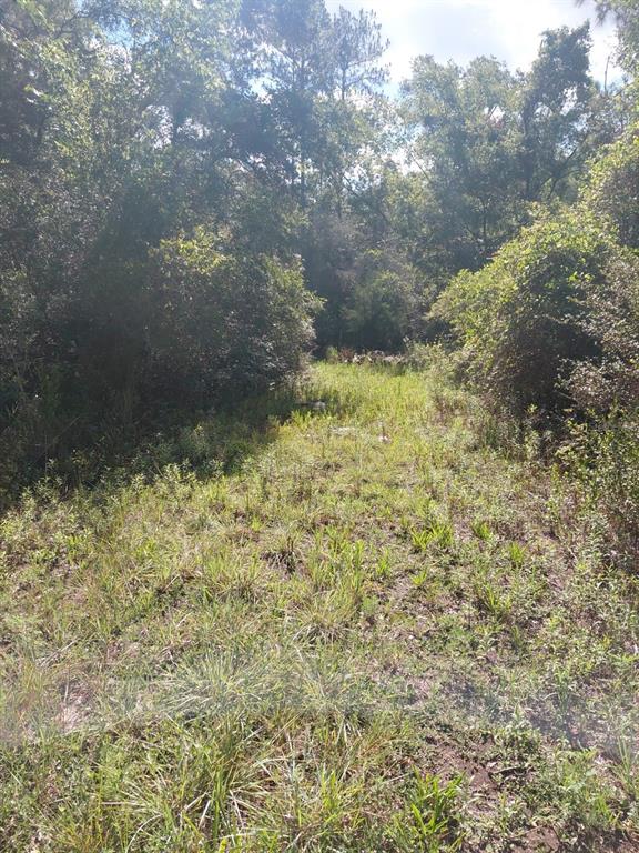 A grassy path leads through a wooded area with dense trees and vegetation on both sides — PINON DRIVE, WEBSTER, FL