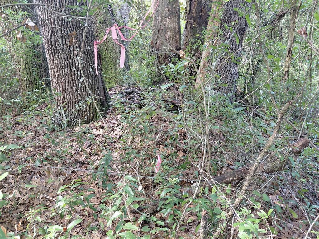 A wooded area features large tree trunks marked with pink surveyor's tape — PINON DRIVE, WEBSTER, FL