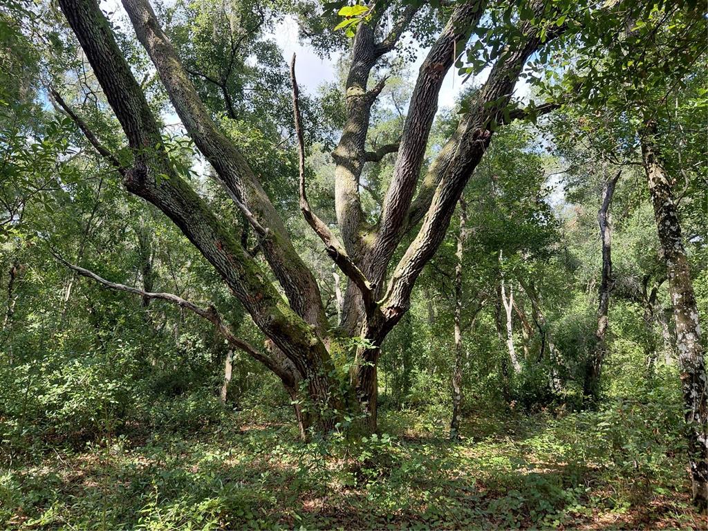 A large, mature oak tree stands in a wooded area with dense green undergrowth — PINON DRIVE, WEBSTER, FL