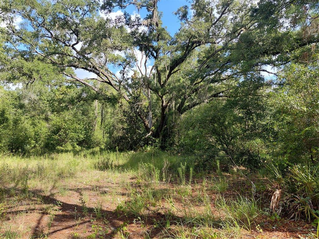A large, mature oak tree stands in a grassy, wooded lot under a blue sky — PINON DRIVE, WEBSTER, FL