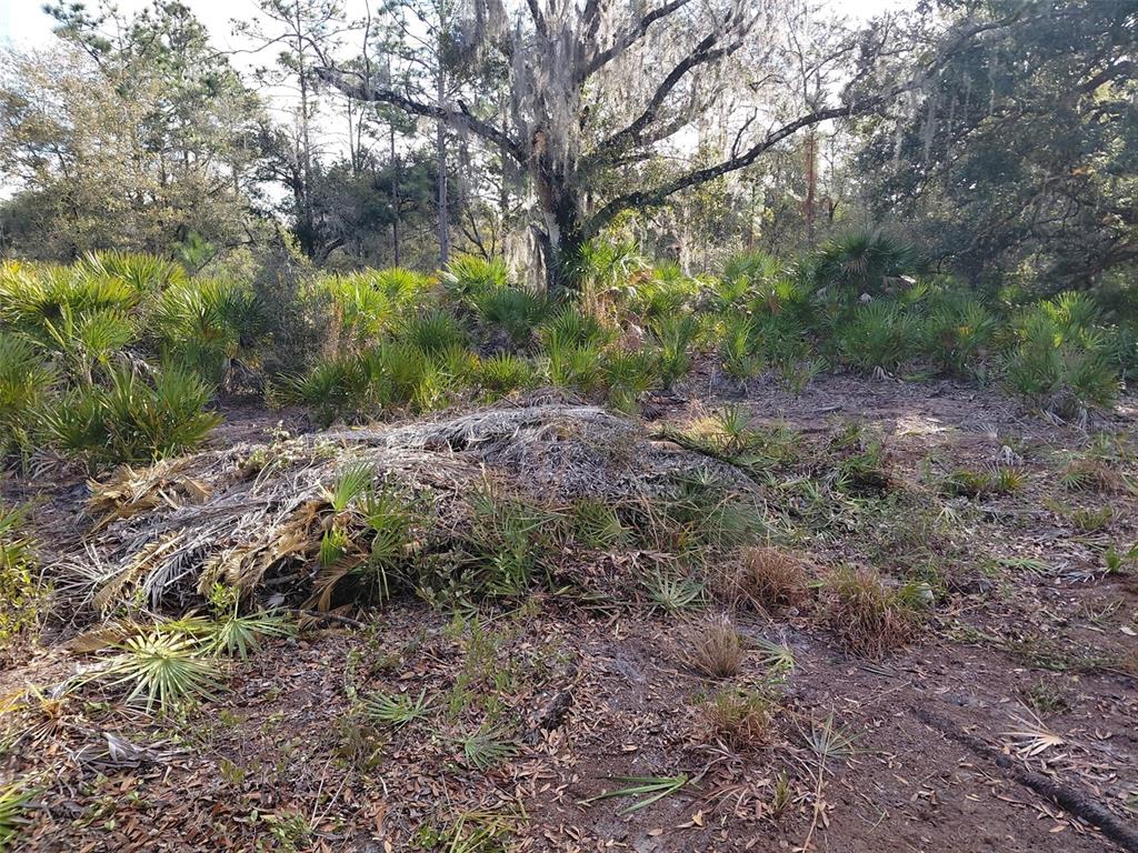 A wooded lot features a large oak tree, palmetto bushes, and a pile of brush — 4311 GARDENIA DRIVE, INDIAN LAKE ESTATES, FL