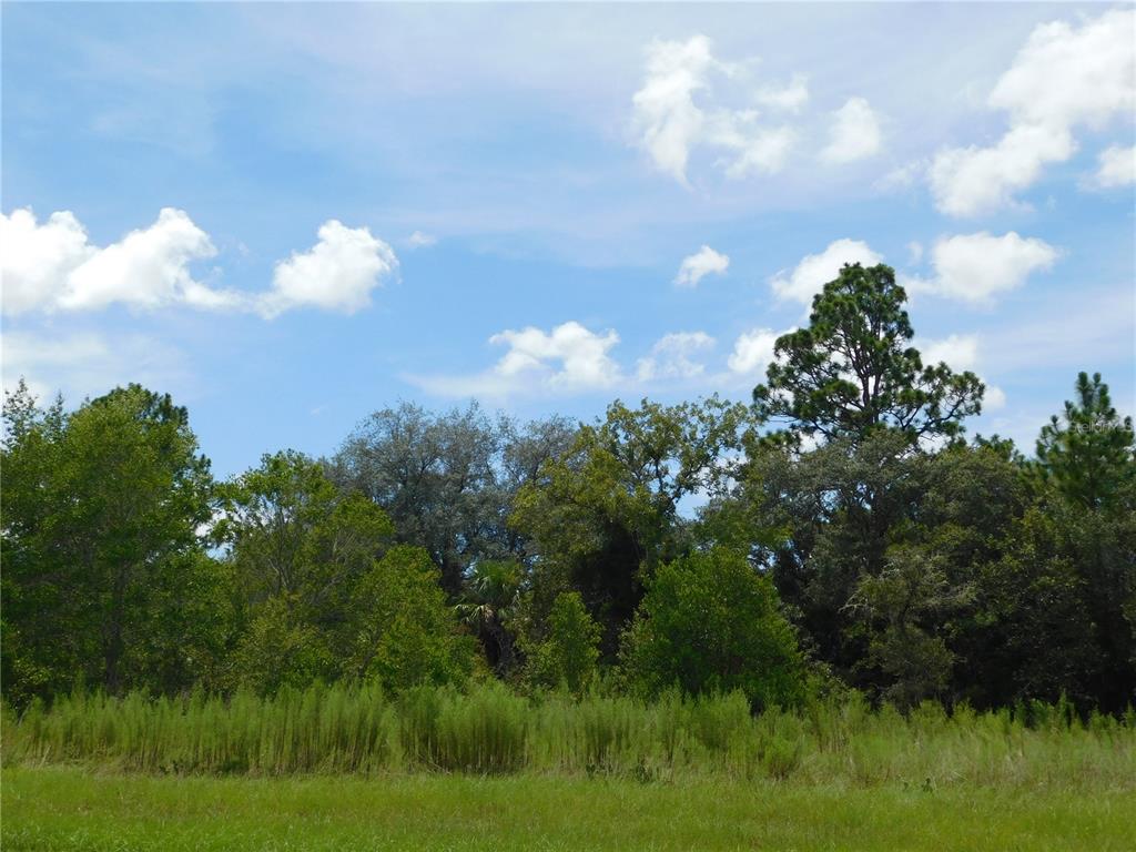 A grassy field sits in front of a dense line of trees under a blue sky — 6683 N BEDSTROW BOULEVARD, DUNNELLON, FL