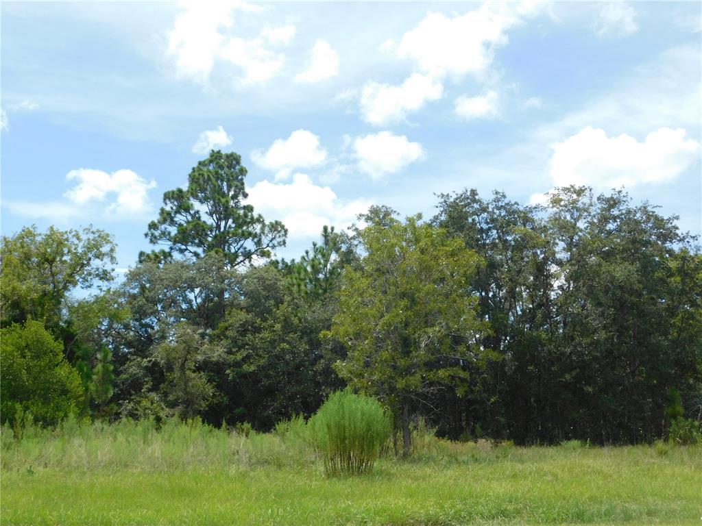 A grassy field sits in front of a dense line of trees under a cloudy sky — 6683 N BEDSTROW BOULEVARD, DUNNELLON, FL