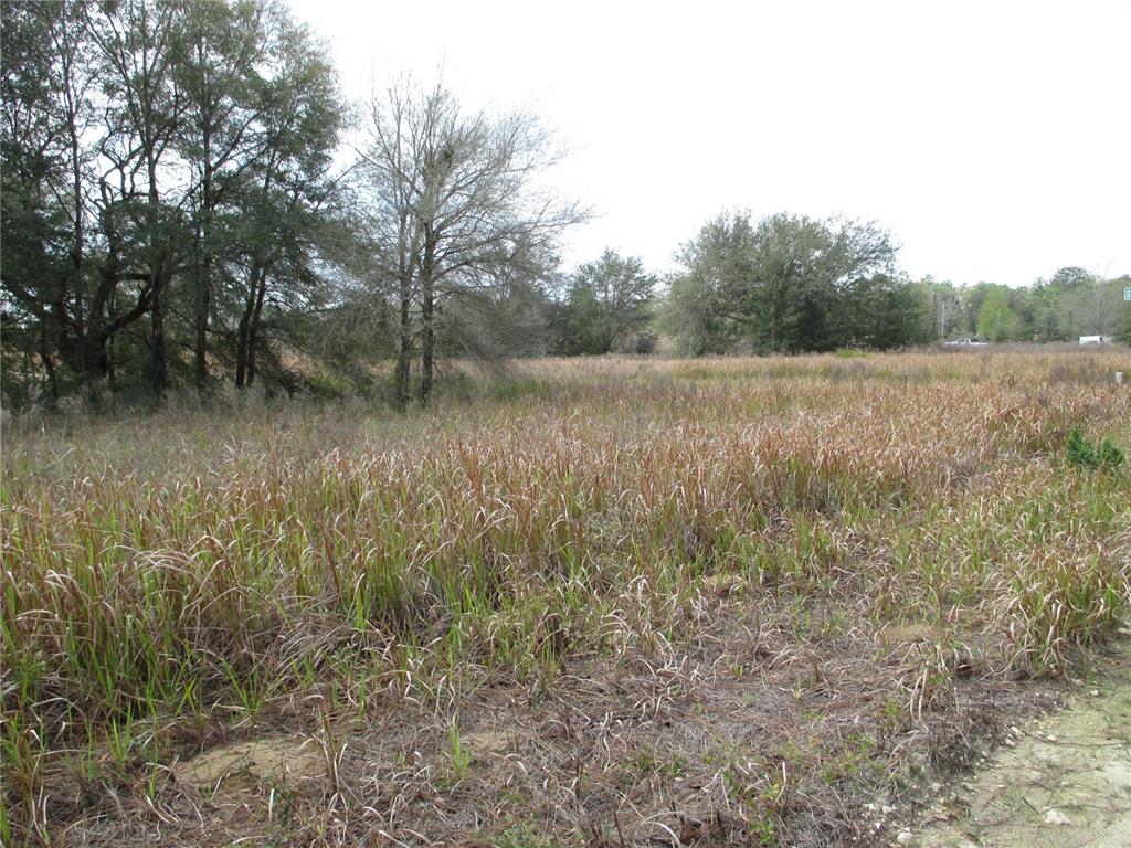 A grassy, undeveloped lot features scattered trees under a bright, overcast sky — SW 24TH PLACE, OCALA, FL