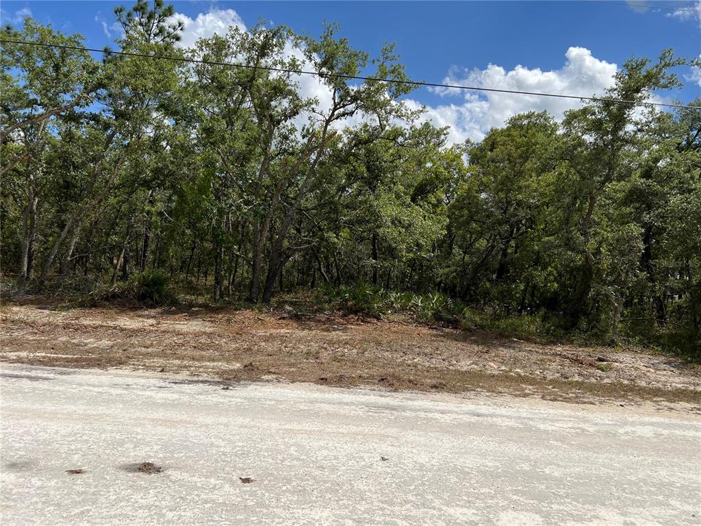 A view of a vacant, wooded lot from an unpaved road — SAGE THRASHER AVE, WEEKI WACHEE, FL