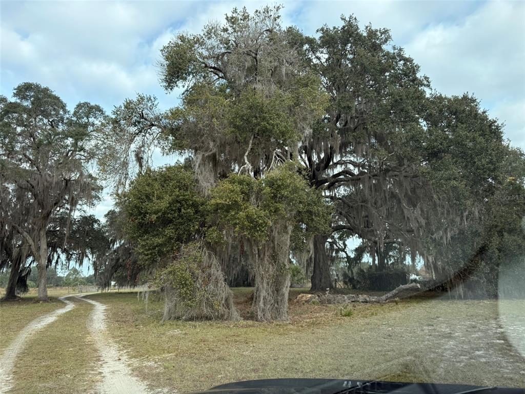 A dirt path leads toward large, moss-draped oak trees on a grassy lot — 29605 FULLERVILLE ROAD, DELAND, FL