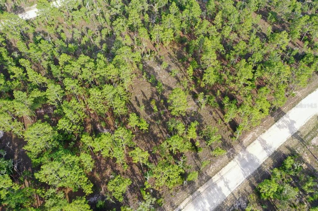 An aerial view shows a wooded lot with scattered pine trees next to a dirt road — 0000 NE 131 LOT 7 TERRACE, WILLISTON, FL