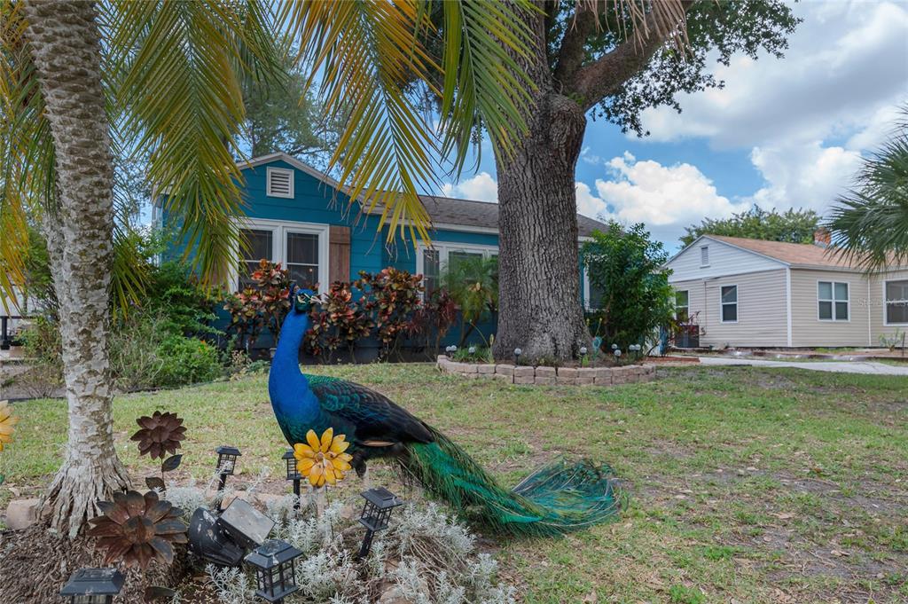 A peacock stands on the lawn in front of a blue house with a large tree — 912 CORNELIUS AVENUE, TAMPA, FL