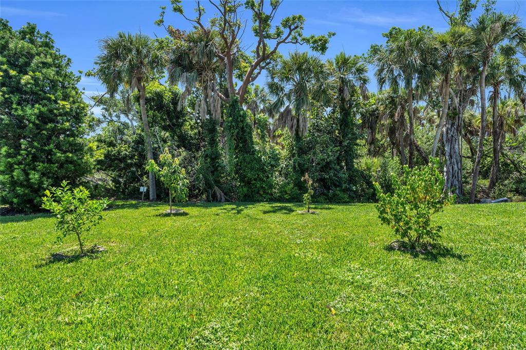 A grassy backyard features several small young trees in front of a dense wooded area — 4636 BUCK KEY ROAD, SANIBEL, FL