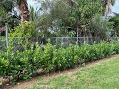 A chain-link fence stands behind a row of green shrubs in a grassy yard — 4404 SE Mulford Lane, Stuart FL 34997, STUART, FL