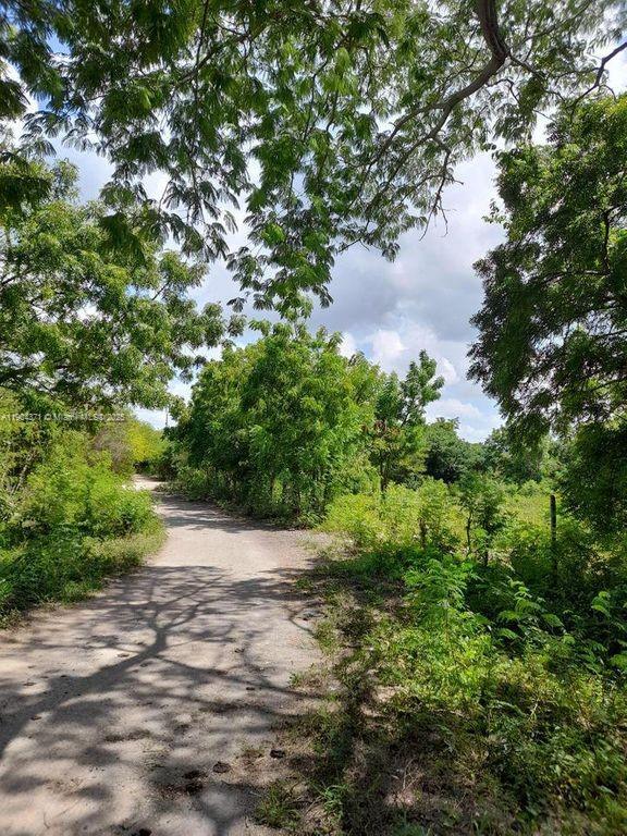 A dirt path leads through a wooded area under a bright, cloudy sky — Autovia del Este Autoria Del Este, SP, SP