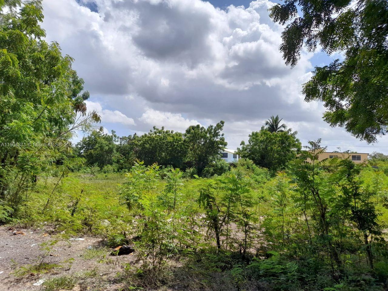 A vacant, overgrown lot with scattered trees and shrubs under a cloudy sky — Autovia del Este Autoria Del Este, SP, SP