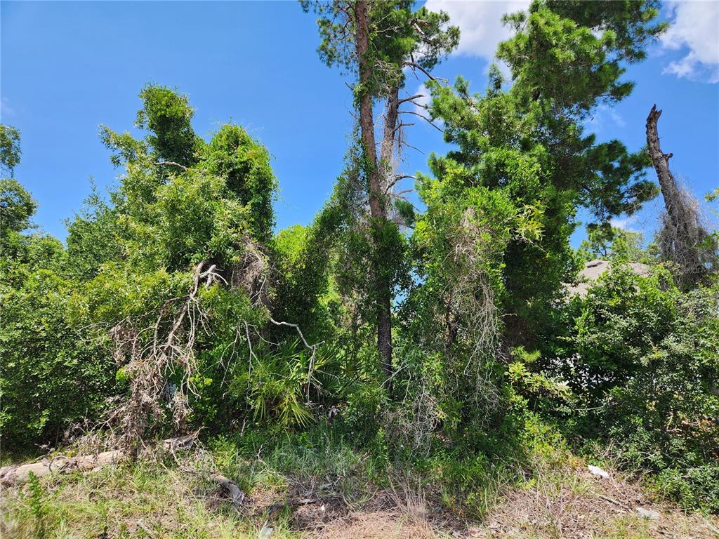 6241 MARINER BOULEVARD Lot 31, SPRING HILL, FL — photo 5 of 8