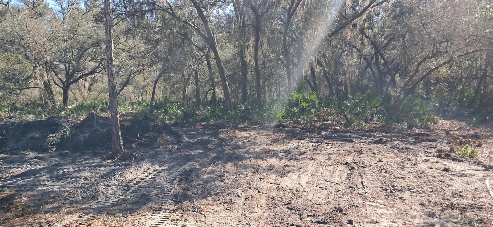 A cleared dirt lot with tire tracks sits in front of a wooded forest area — 119 Gardenia Avenue, FL 32139, FL