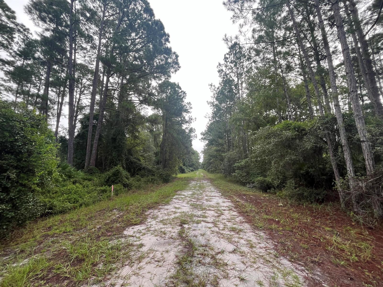 A dirt path stretches through a wooded area lined with tall pine trees — 119 Gardenia Avenue, FL 32139, FL