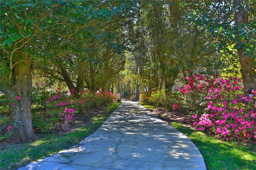 A paved driveway leads through a tree-lined path bordered by blooming pink azalea bushes — 2881 SE 41ST PLACE, OCALA, FL