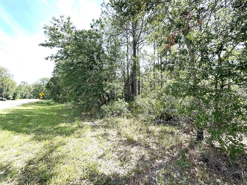 A grassy roadside area leads to a dense wooded lot with a yellow road sign — 0 LAKE CALOOSA LANDING, FROSTPROOF, FL