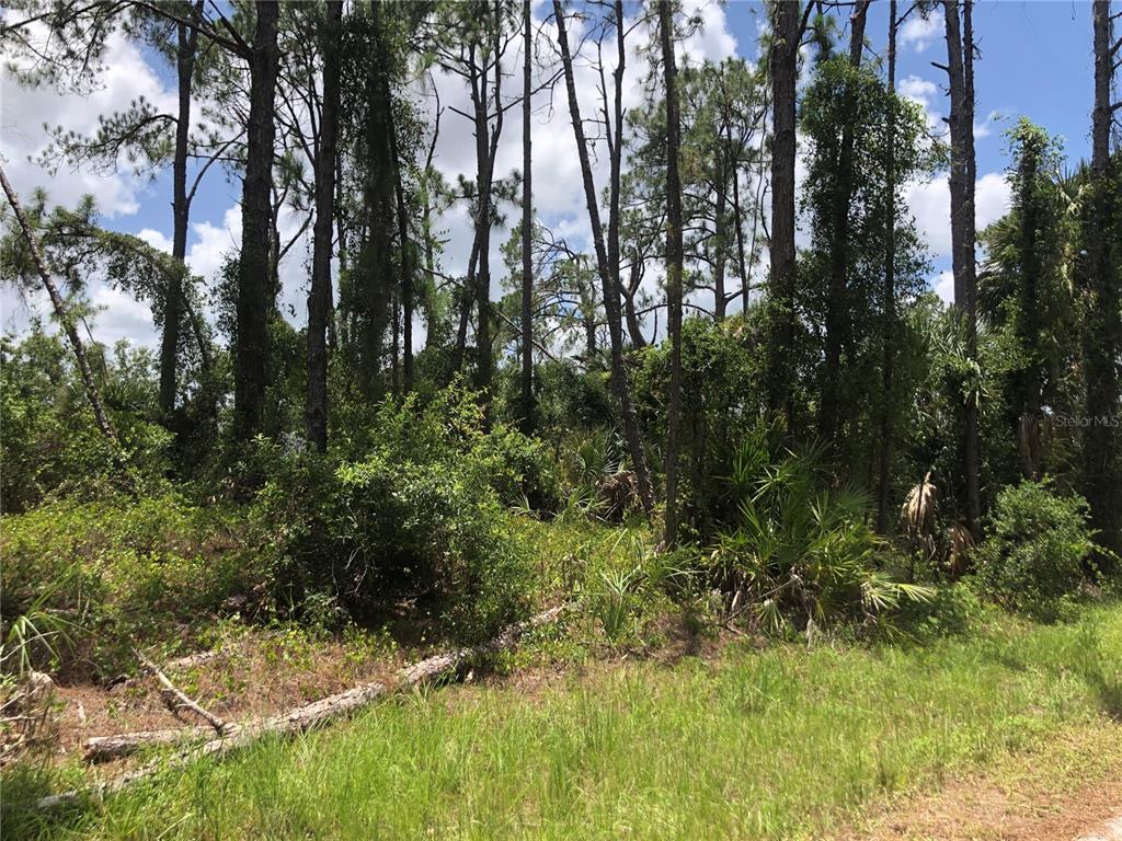 A wooded lot features tall pine trees and dense undergrowth under a partly cloudy sky — APRICOLA ROAD, NORTH PORT, FL
