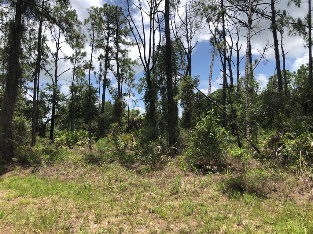 A wooded lot with tall pine trees and dense undergrowth under a partly cloudy sky — APRICOLA ROAD, NORTH PORT, FL
