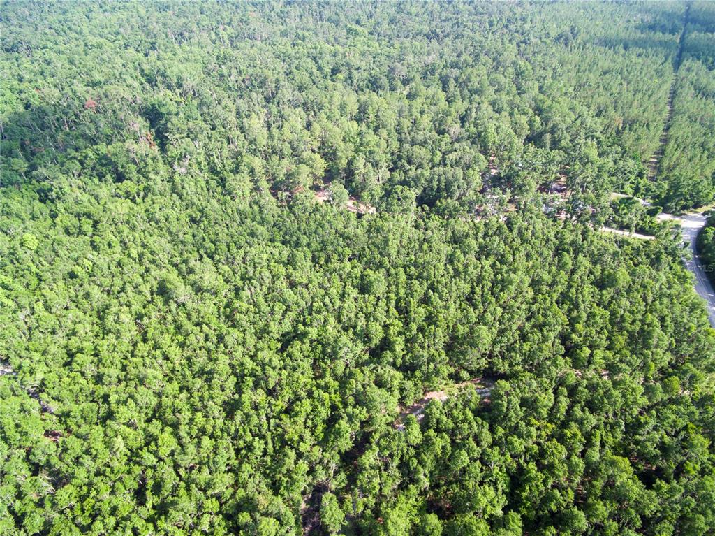 An aerial view shows a dense, green forest with a winding dirt path and road — 18233 185TH RD, LIVE OAK, FL