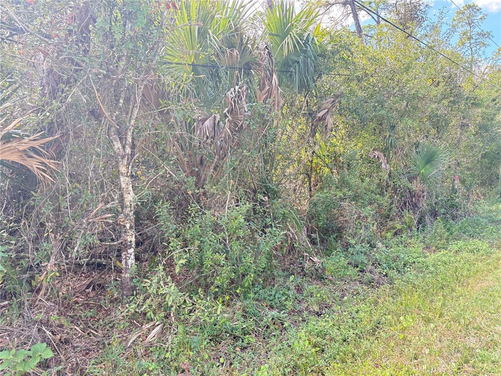 A dense, overgrown wooded lot with palm trees and brush borders a grassy area — COBBLER LANE, NORTH PORT, FL