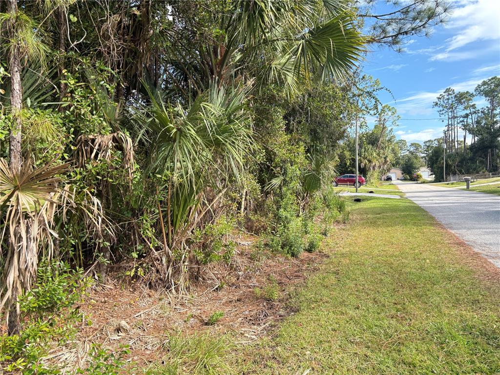 A grassy roadside borders a dense area of trees and palm fronds under a blue sky — COBBLER LANE, NORTH PORT, FL