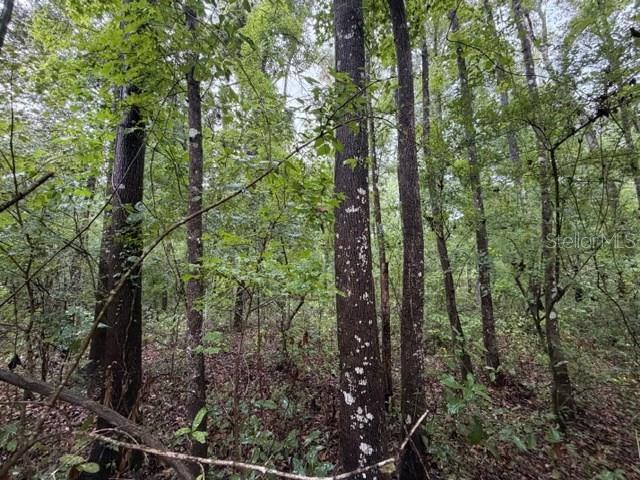 A view of a wooded area with several tall trees and dense forest undergrowth — NE 312TH AVENUE, OLD TOWN, FL