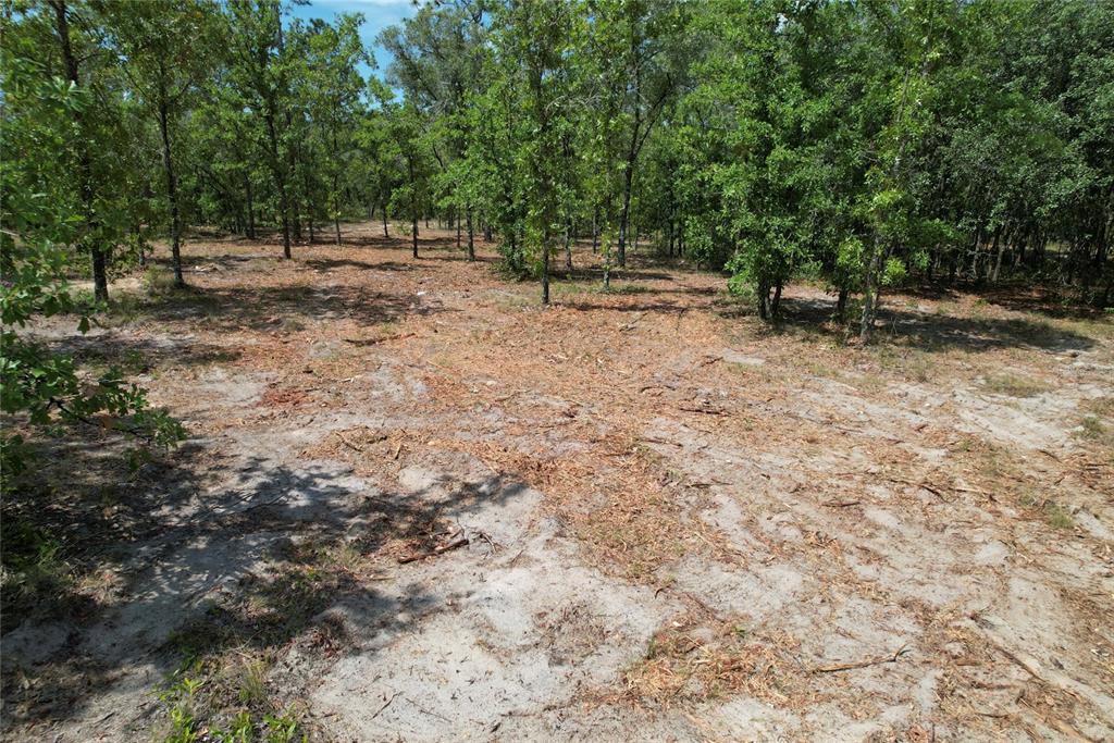 A cleared, sandy patch of land surrounded by a dense forest of mature trees — SE 53RD LANE, MORRISTON, FL