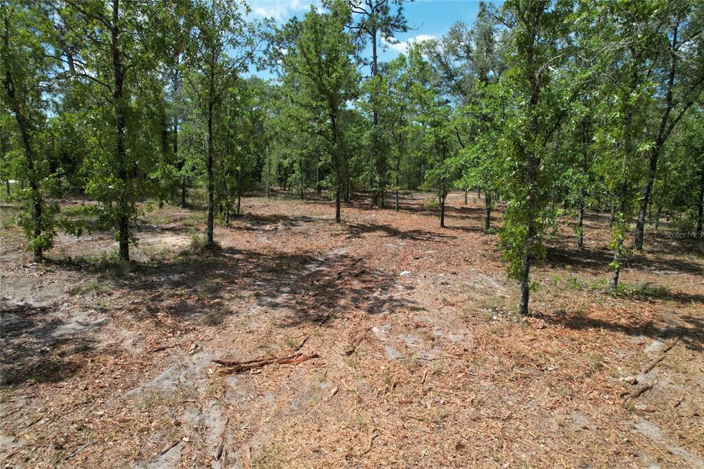 A wooded lot with scattered trees and a ground layer of brown pine needles — SE 53RD LANE, MORRISTON, FL