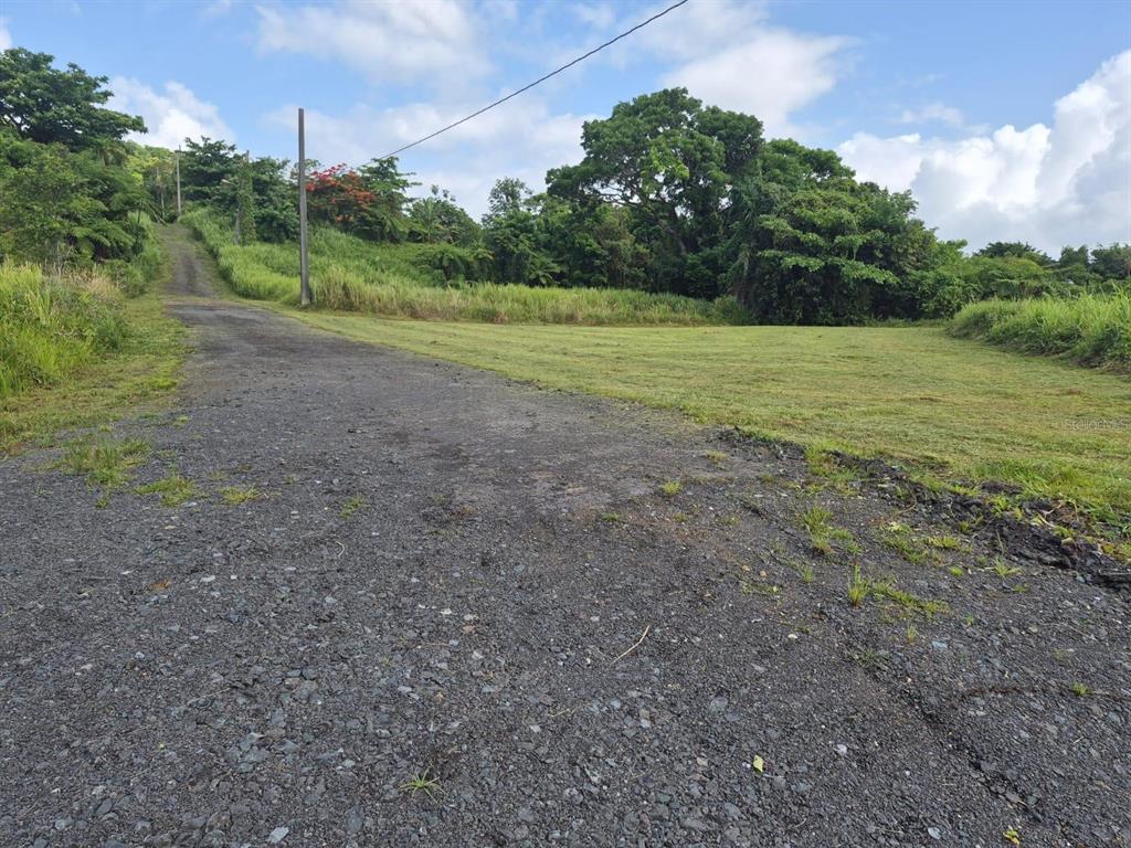 A gravel driveway leads toward a grassy lot bordered by trees and tropical vegetation — PR 956 KM 8.8 E SECTOR LOS MEDINAS BO GUZMAN ARRIBA, RIO GRANDE, PR