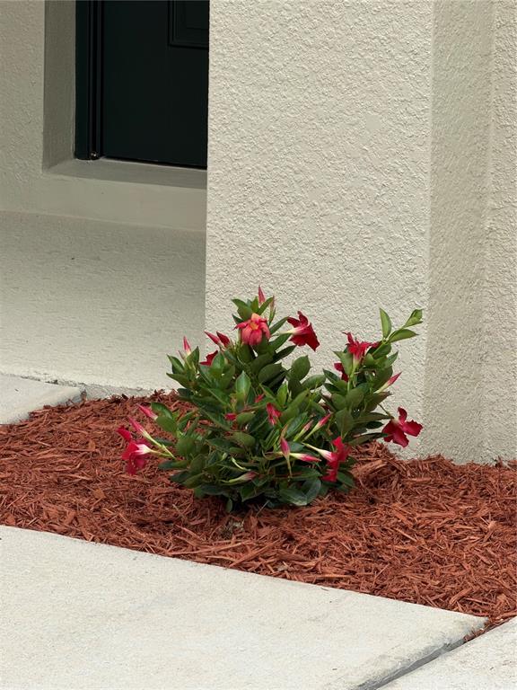 A small red-flowered plant grows in a mulch bed next to a beige stucco wall — 16491 GLASSY LOCH LOOP, CLERMONT, FL