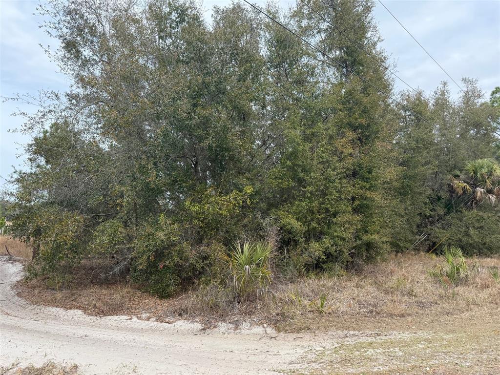 A dirt road curves in front of a dense cluster of trees and palmettos — 8309 N ODYSSEY DR, CRYSTAL RIVER, FL