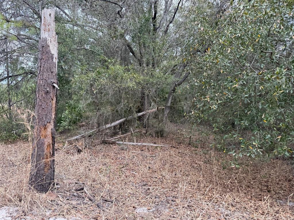 A wooded lot features a tall, weathered tree stump in the foreground and dense vegetation — 8309 N ODYSSEY DR, CRYSTAL RIVER, FL