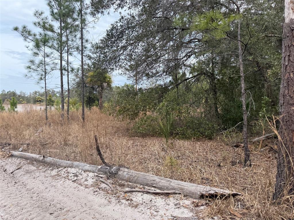 A sandy path leads toward a wooded area with tall pine trees and dry grass — 8309 N ODYSSEY DR, CRYSTAL RIVER, FL
