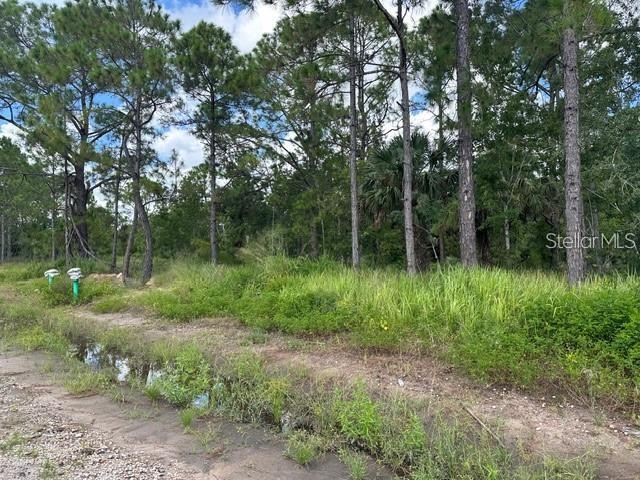 A dirt road leads to a wooded lot with tall pine trees and tall grass — 274 SPOONBILL DRIVE, KISSIMMEE, FL