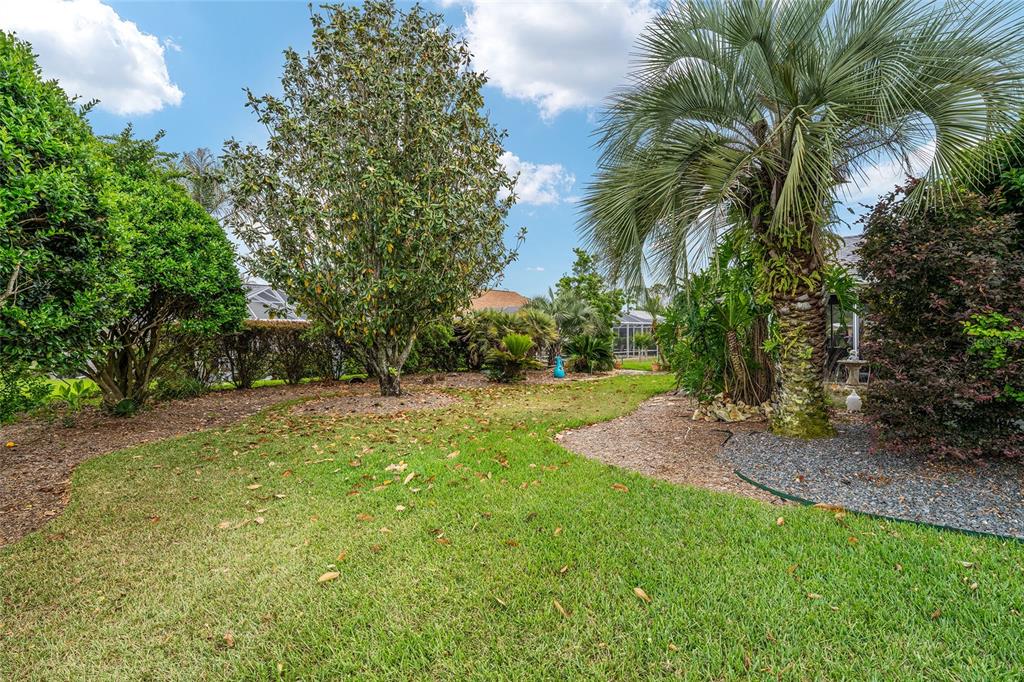 A backyard features a green lawn, a large palm tree, and various shrubs and trees — 1311 OPORTO DRIVE, THE VILLAGES, FL